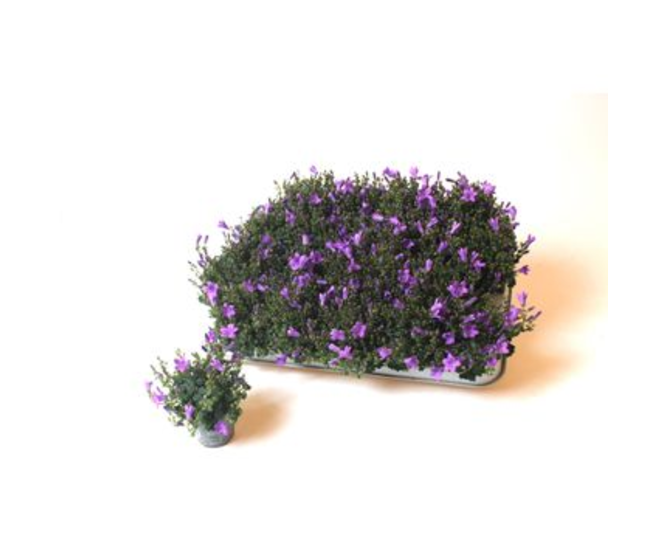 CAMPANULE PORTENSCHLAGIANA BLEUE