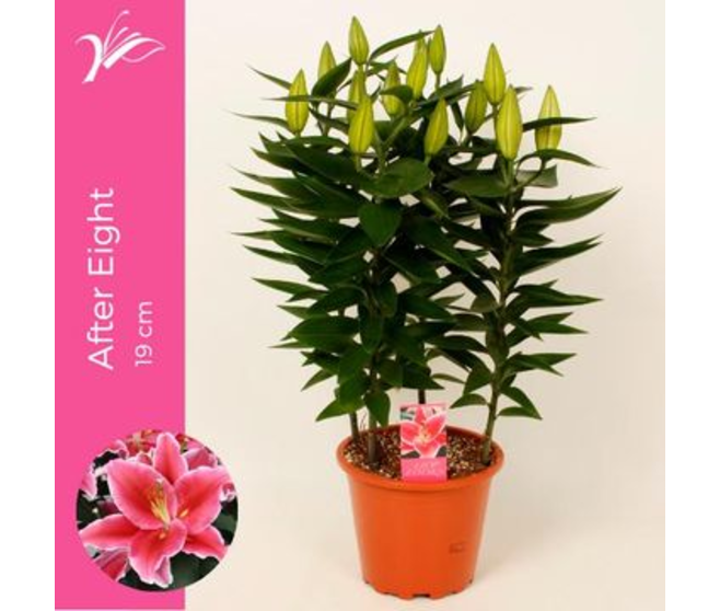 LILIUM AFTER EIGHT ROSE 4PP