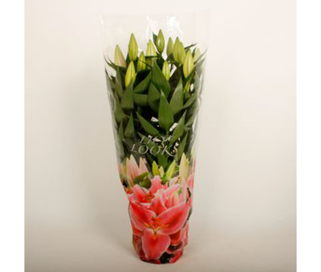 LILIUM AFTER EIGHT ROSE 4PP