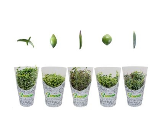 SENECIO VARIES