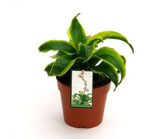 DRACAENA FRAGRANS TORNADO