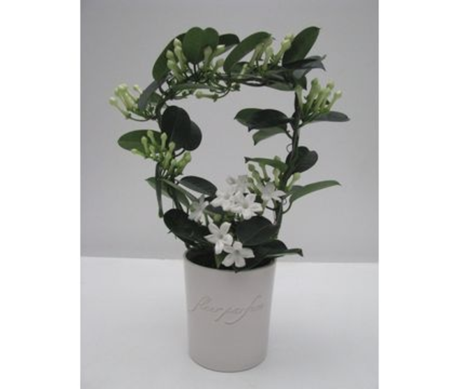 STEPHANOTIS 9/10GR CERAM