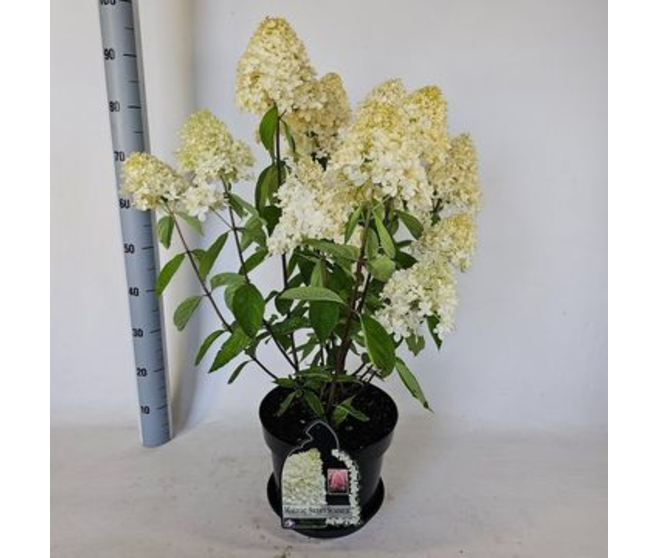 HORTENSIA PANICULATA SWEET SUMMER