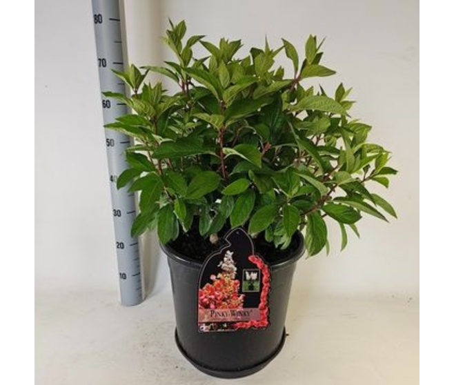 HORTENSIA PANICULATA PINKY WINKY