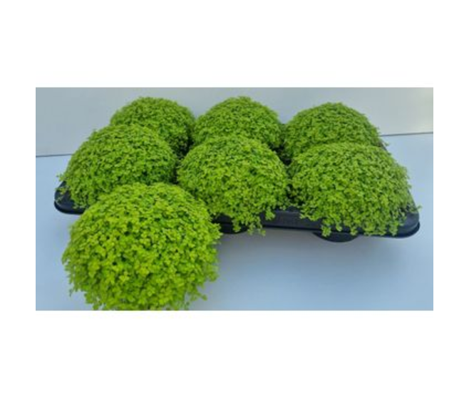 HELXINE SOLEIROLII AUREA