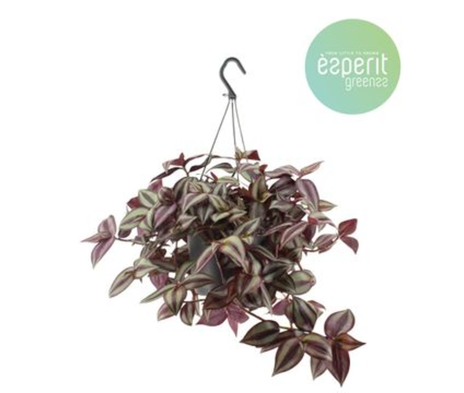 TRADESCANTIA ZEBRA SUSP