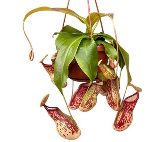 NEPENTHES MONKEY SUSP