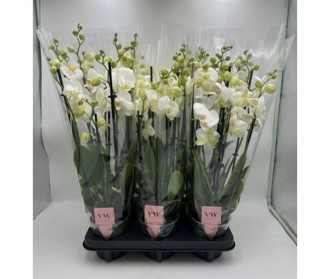 PHALAENOPSIS 6BR BLANC