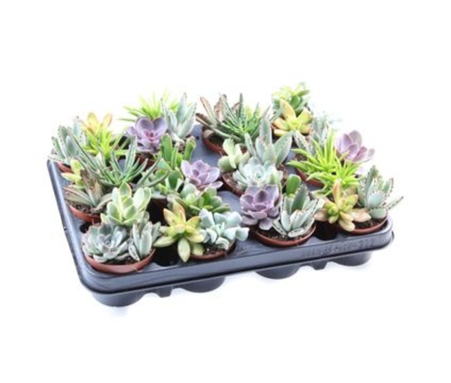 SUCCULENTE X3 VARIEE