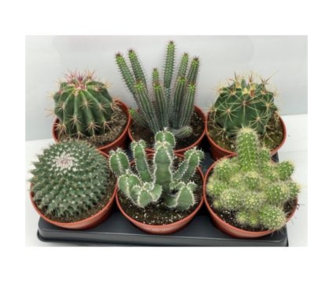 CACTUS VARIE