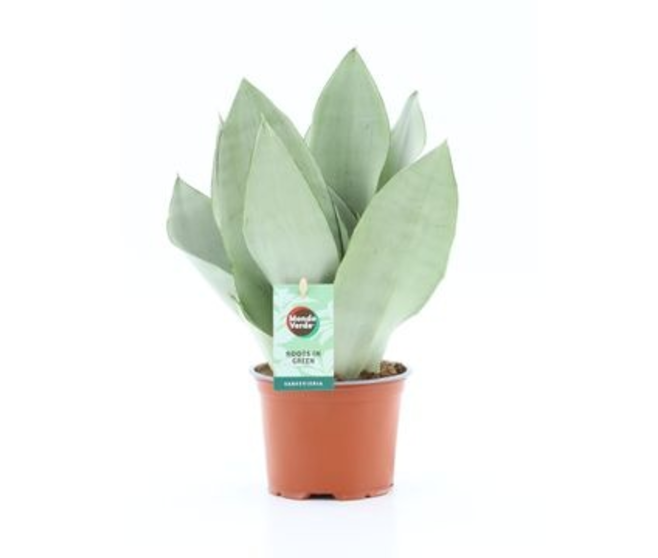 SANSEVIERIA MOONSHINE