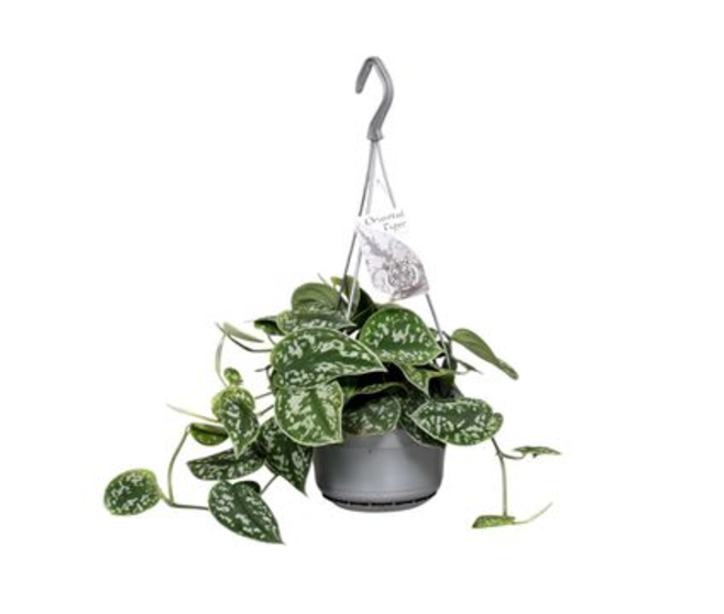 SCINDAPSUS PICTUS SUSP