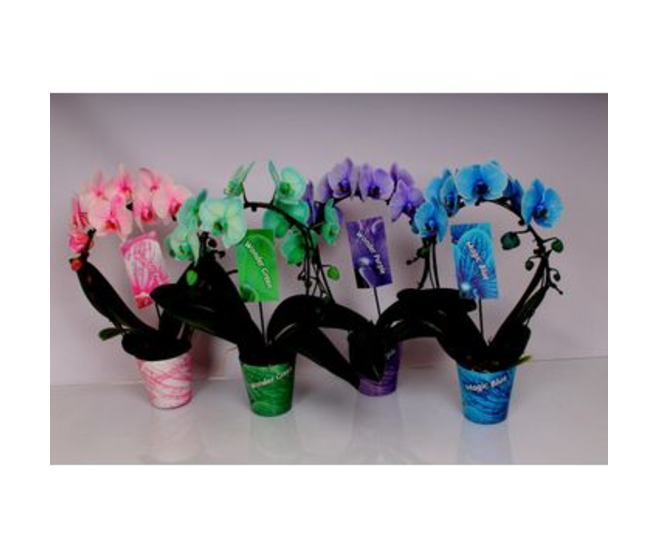 PHALAENOPSIS 2BR TEINTE ARCEAU