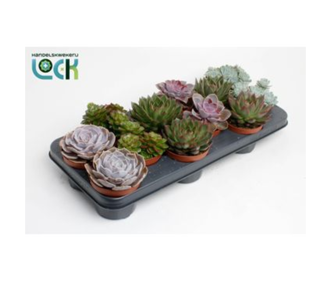 ECHEVERIA