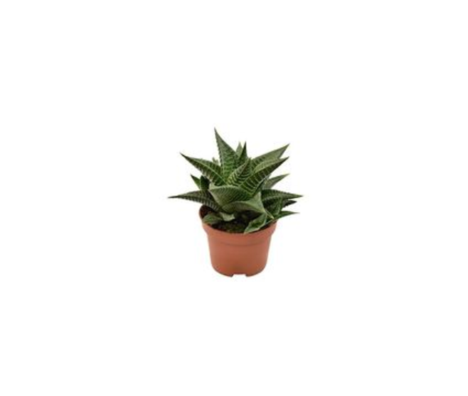 CACTUS HAWORTHIA