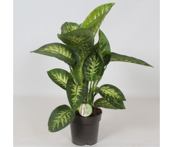 DIEFFENBACHIA REEVA