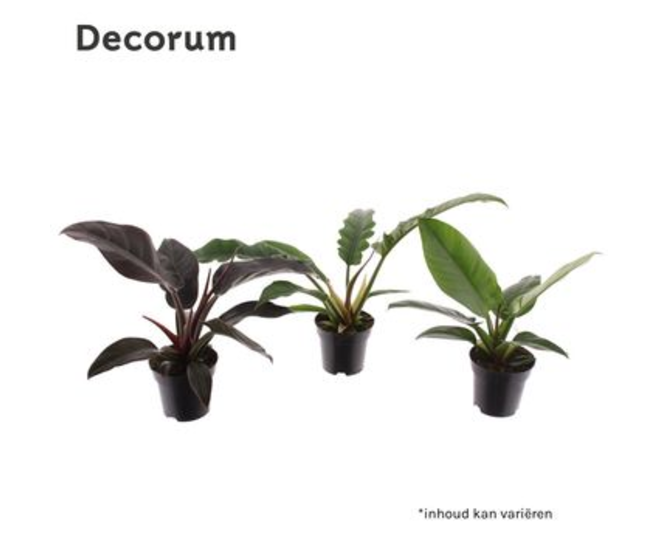 PHILODENDRON