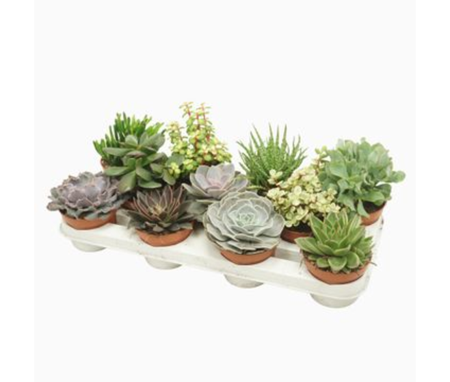 SUCCULENTE VARIEE