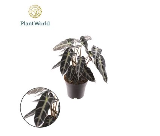 ALOCASIA ARROW