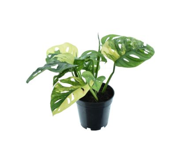 PHILODENDRON MONSTERA PANACHE