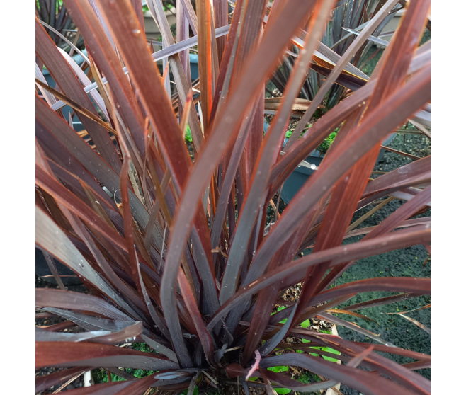 PHORMIUM TENAX PLATT S BLACK