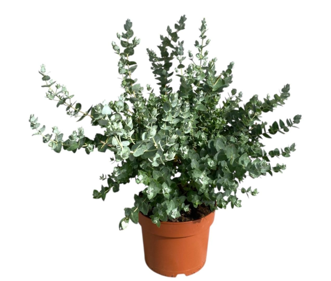 EUCALYPTUS GUNNII