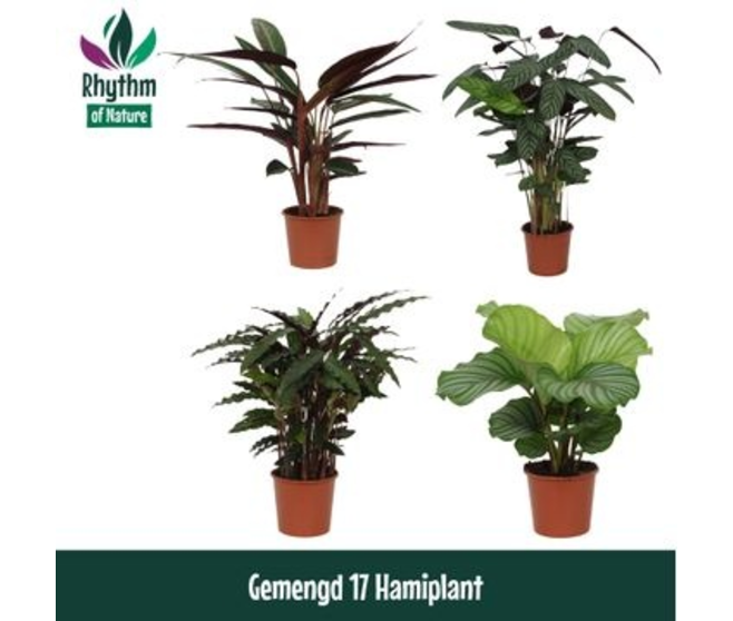 CALATHEA VARIES