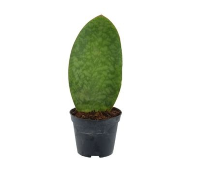 SANSEVIERIA MASONIANA