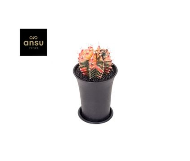CACTUS GYMNOCALYCIUM