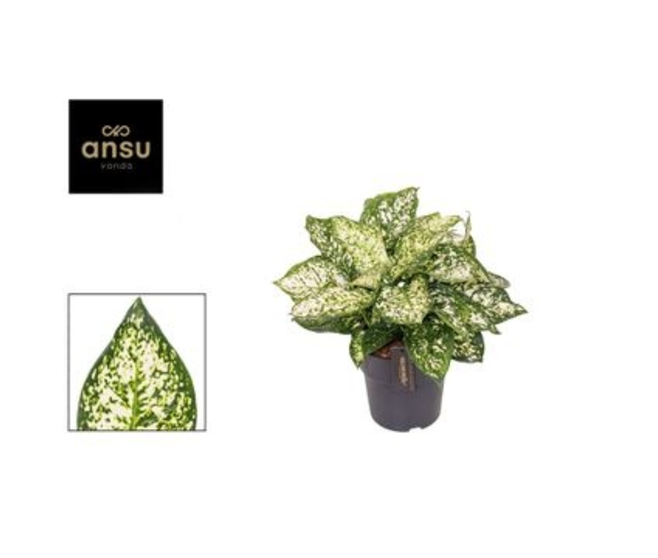 AGLAONEMA IVORY JADE