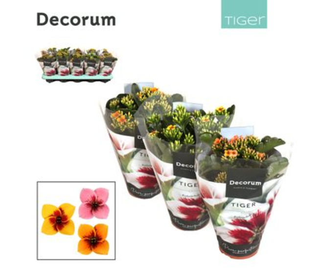 KALANCHOE TIGER VARIE