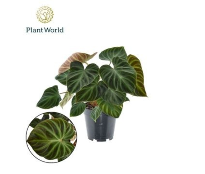 PHILODENDRON INCENSI