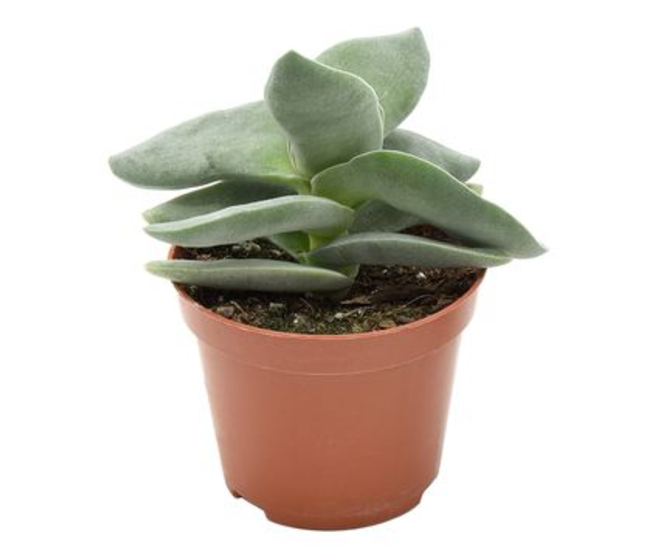 CRASSULA BOOMERANG