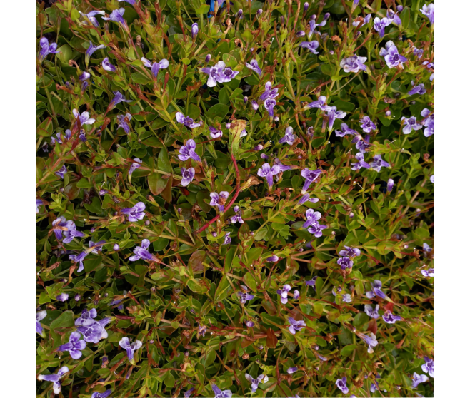 LINDERNIA