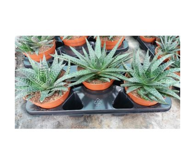 GASTERIA FLOW