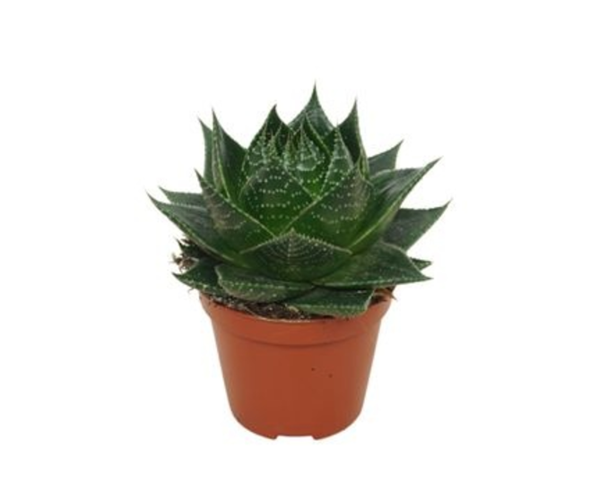 ALOE COSMO