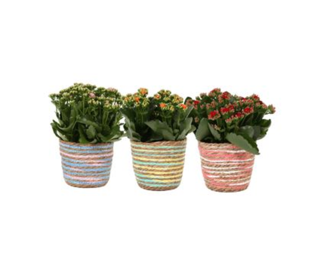 KALANCHOE FL DBLE P DECO