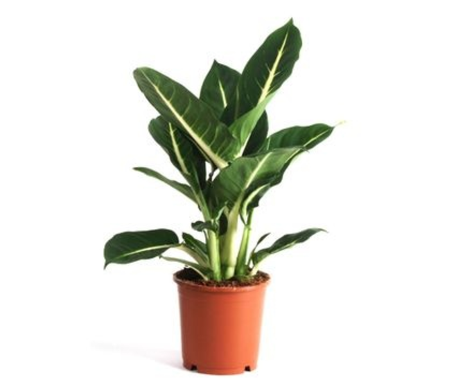 DIEFFENBACHIA GREEN MAGIC
