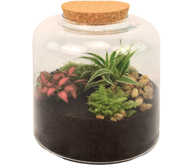 TERRARIUM BIRMANIE 20