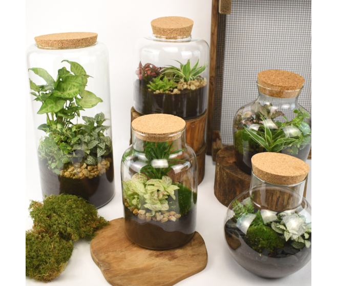 TERRARIUM BIRMANIE 20