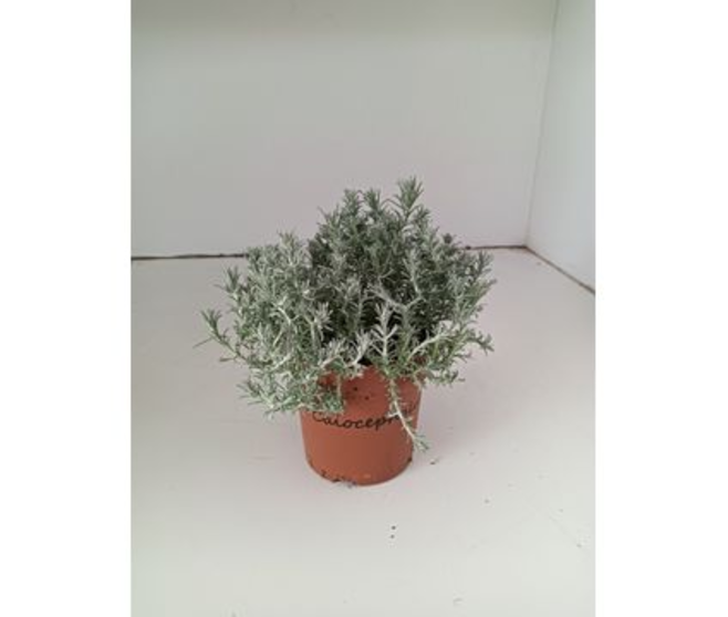 CALOCEPHALUS BROWNII