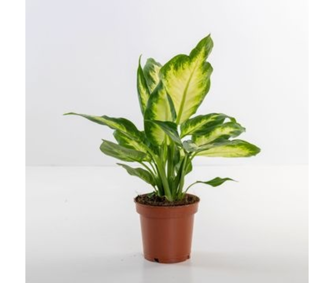 DIEFFENBACHIA CAMILLA