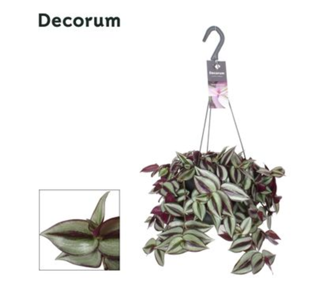 TRADESCANTIA VIOLET HILL