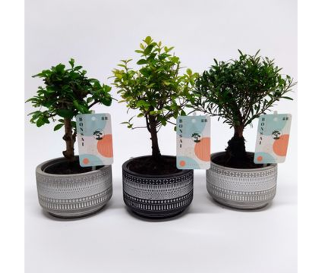 BONSAI CERAM