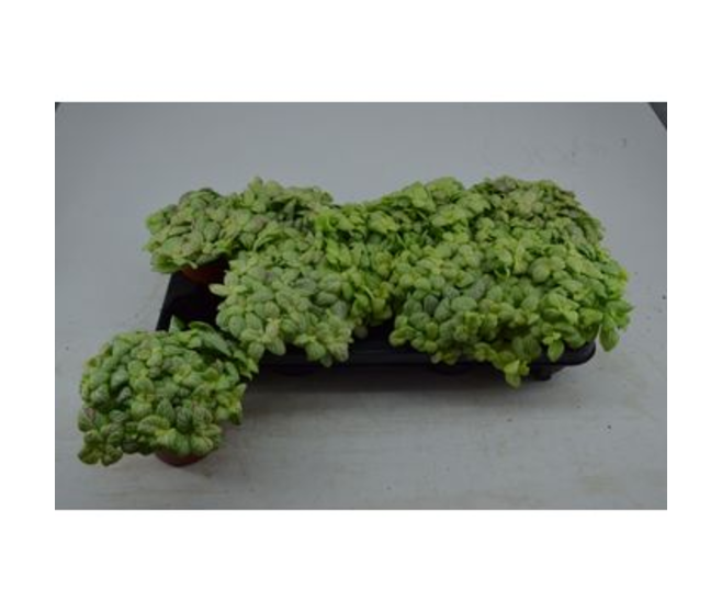 FITTONIA BUBBLE LEMON
