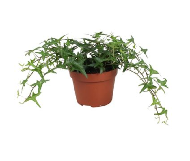 HEDERA VERT