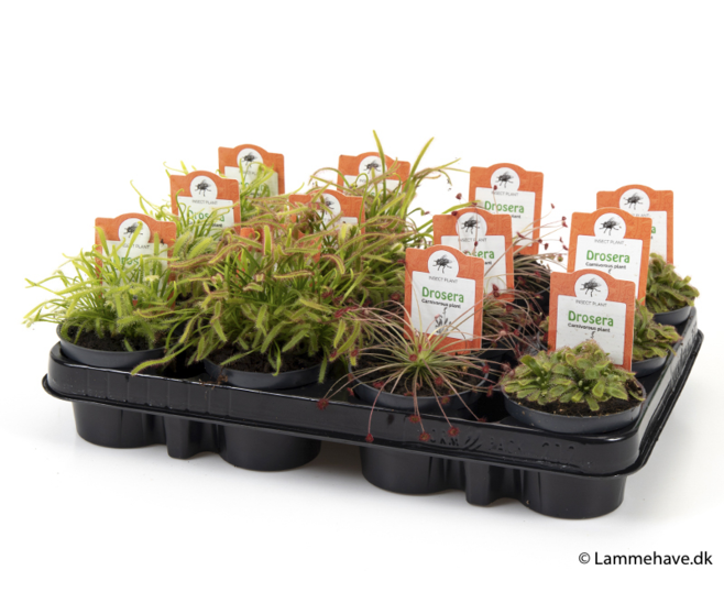 DROSERA VARIES