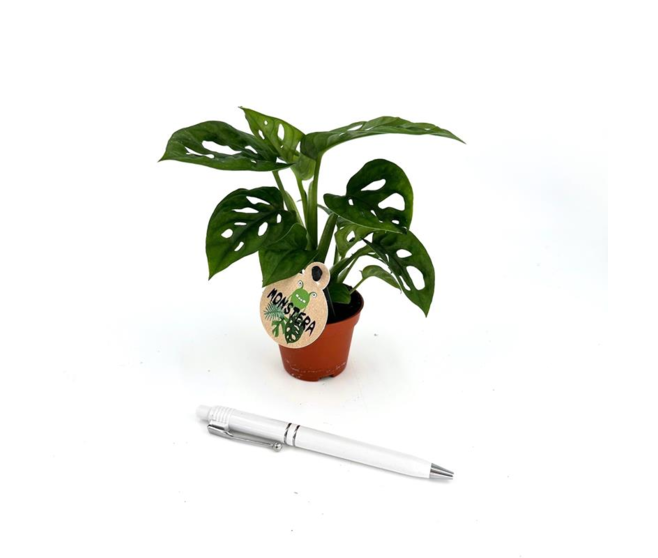 PHILODENDRON MONSTERA OBLIQUA