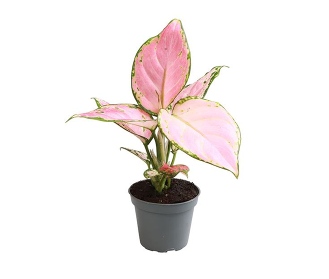 AGLAONEMA RED ZIRKON