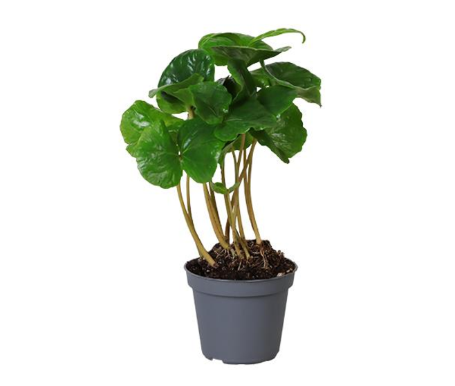 COFFEA ARABICA